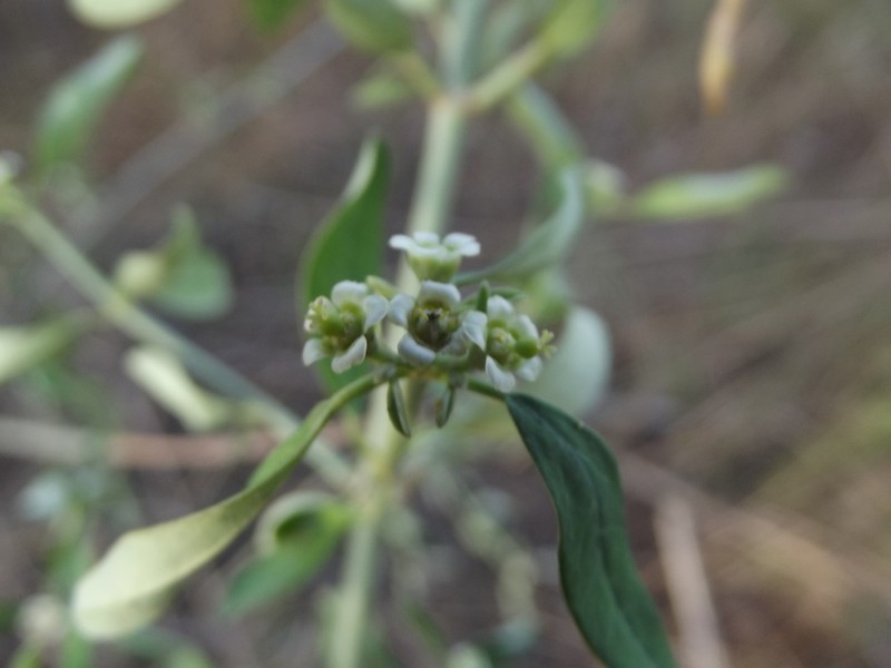 Euphorbia colletioides photo 4