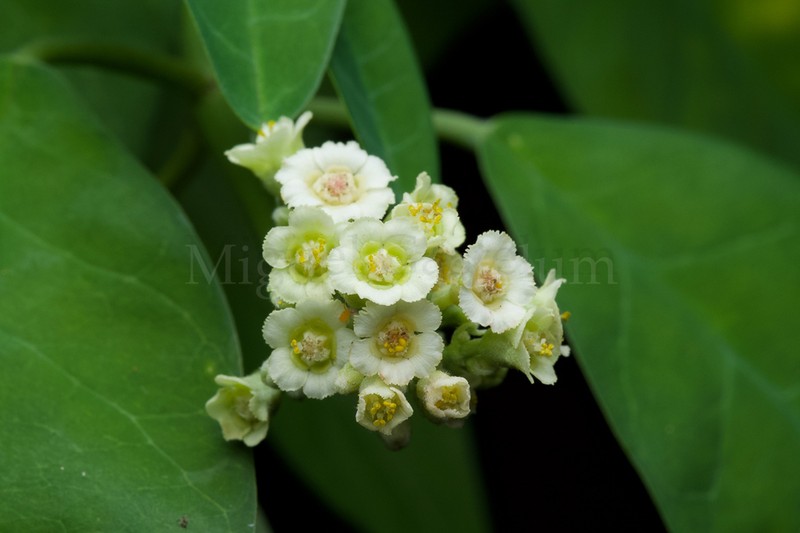 Euphorbia colletioides photo 5