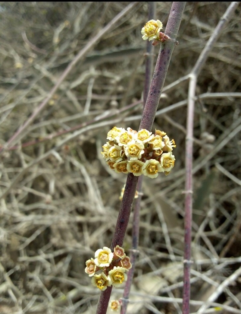 Euphorbia colletioides photo 6