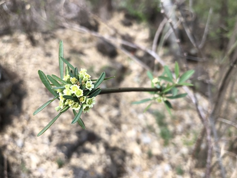 Euphorbia colletioides photo 7