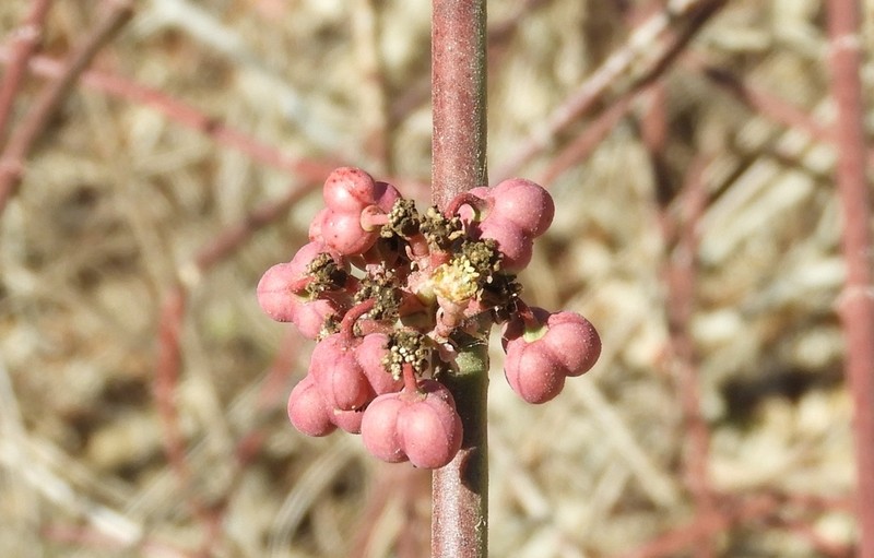 Euphorbia colletioides photo 8