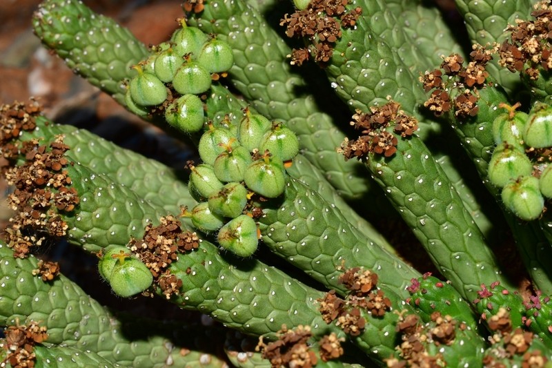 Euphorbia colliculina