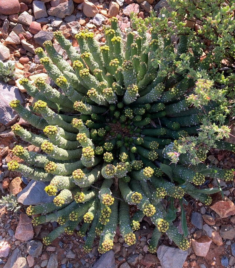 Euphorbia colliculina photo 2