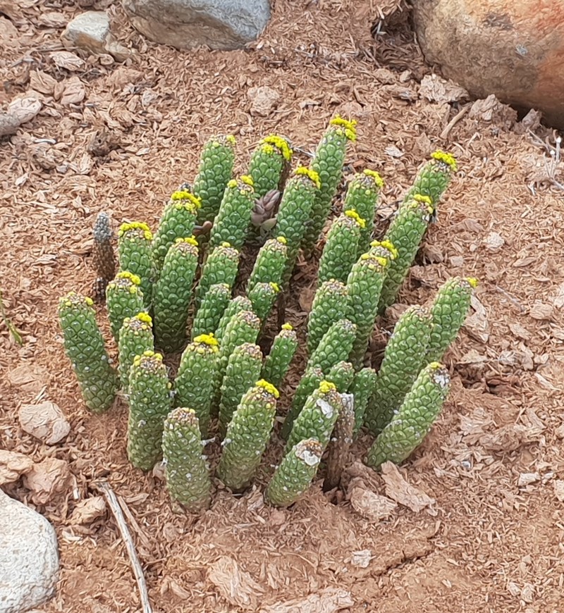 Euphorbia colliculina photo 3
