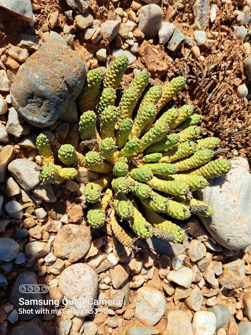 Euphorbia colliculina photo 5