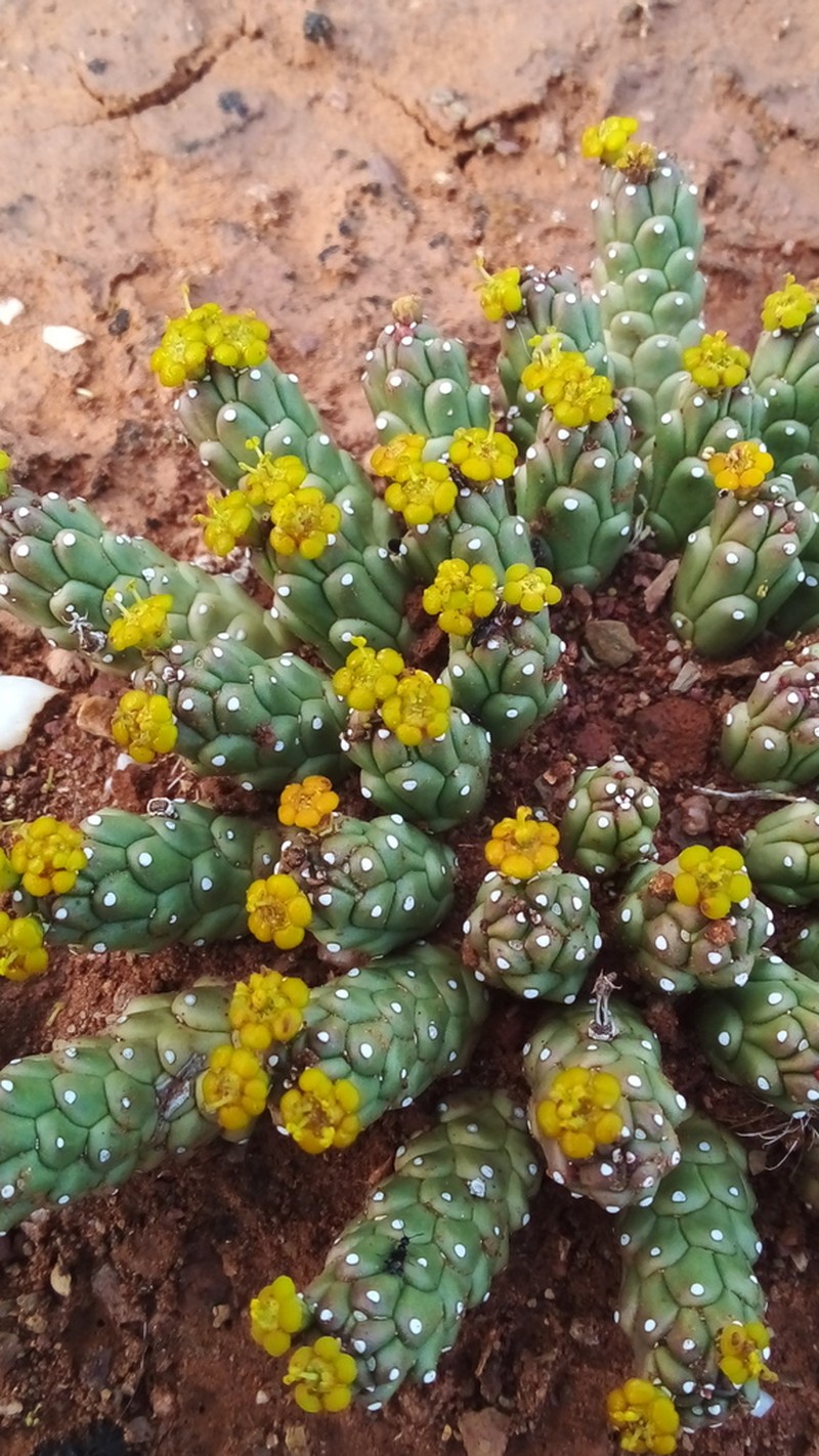 Euphorbia colliculina photo 6