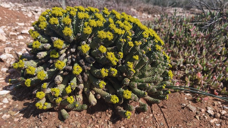 Euphorbia colliculina photo 7