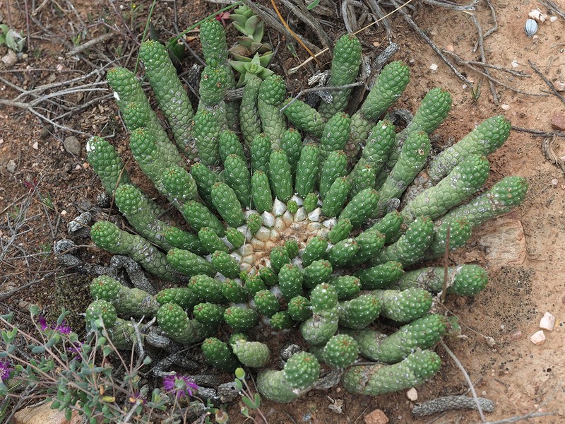 Euphorbia colliculina photo 8