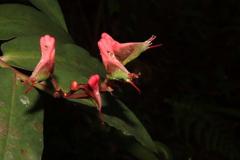Euphorbia colligata
