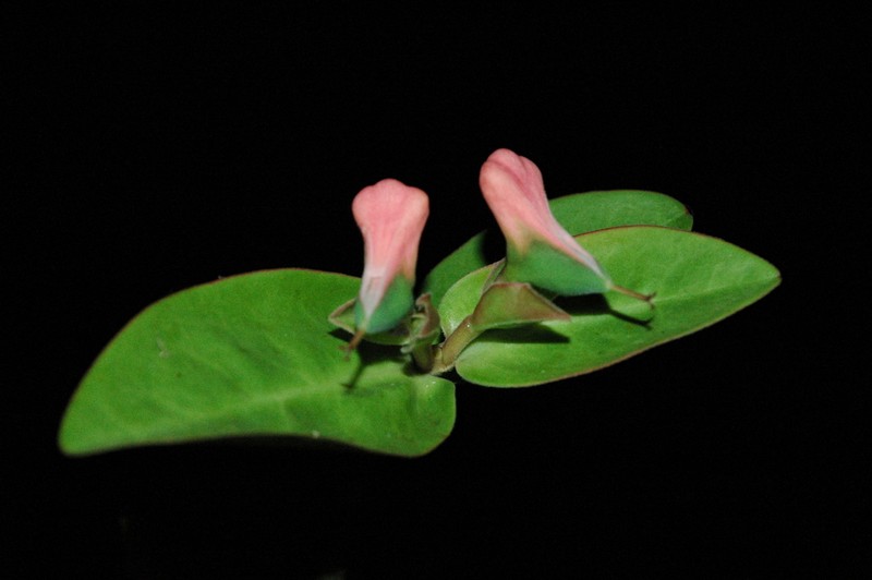 Euphorbia colligata photo 2