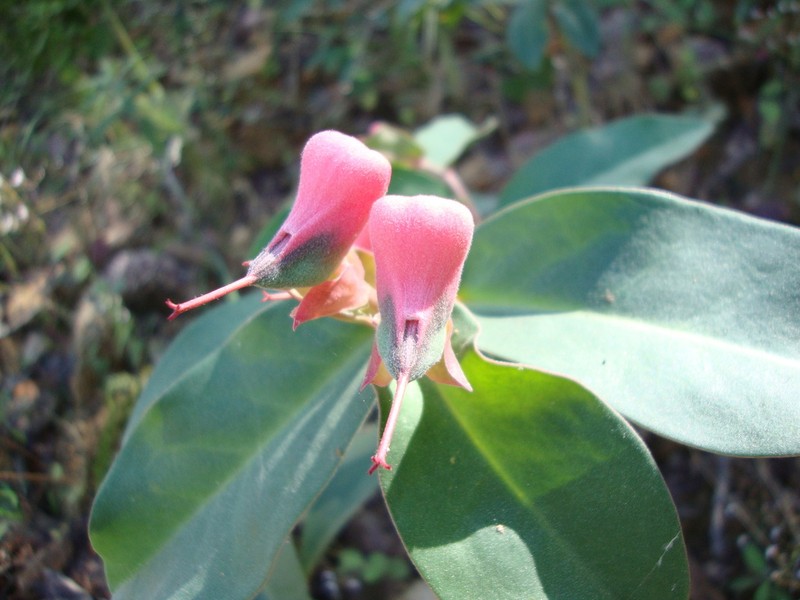 Euphorbia colligata photo 3