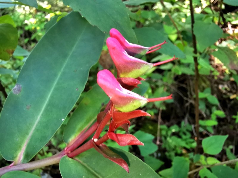 Euphorbia colligata photo 4