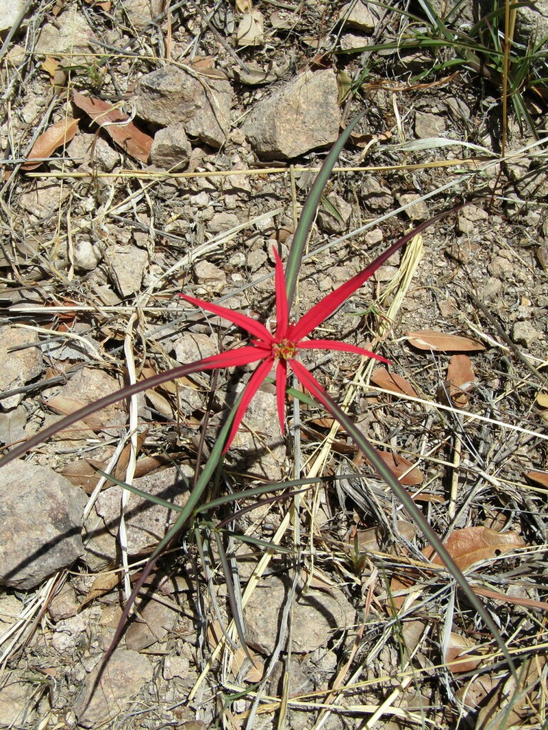 Euphorbia colorata