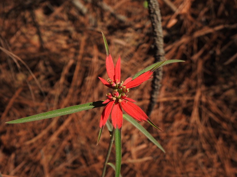 Euphorbia colorata photo 2