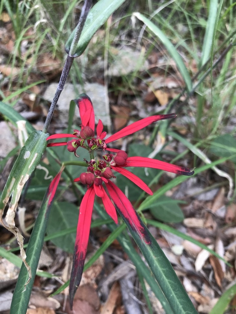 Euphorbia colorata photo 3