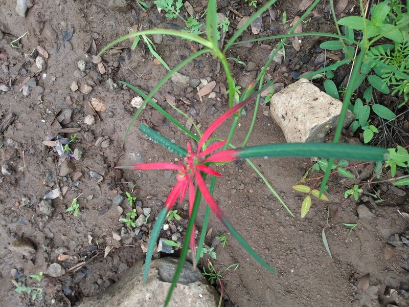 Euphorbia colorata photo 5