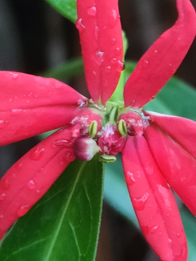 Euphorbia colorata photo 6