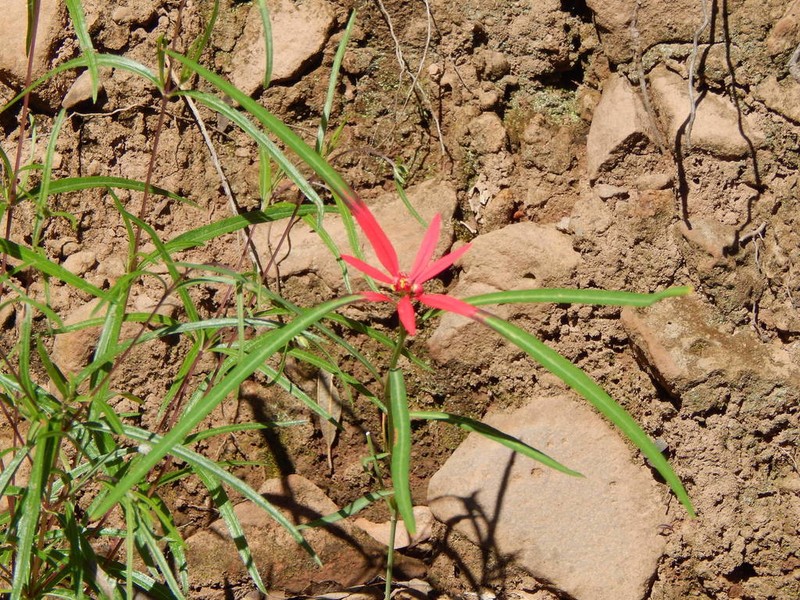Euphorbia colorata photo 7