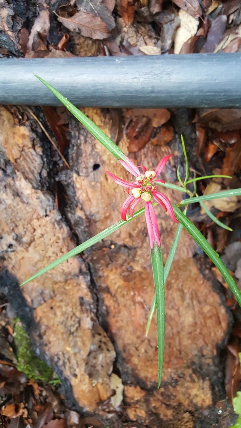 Euphorbia colorata photo 8