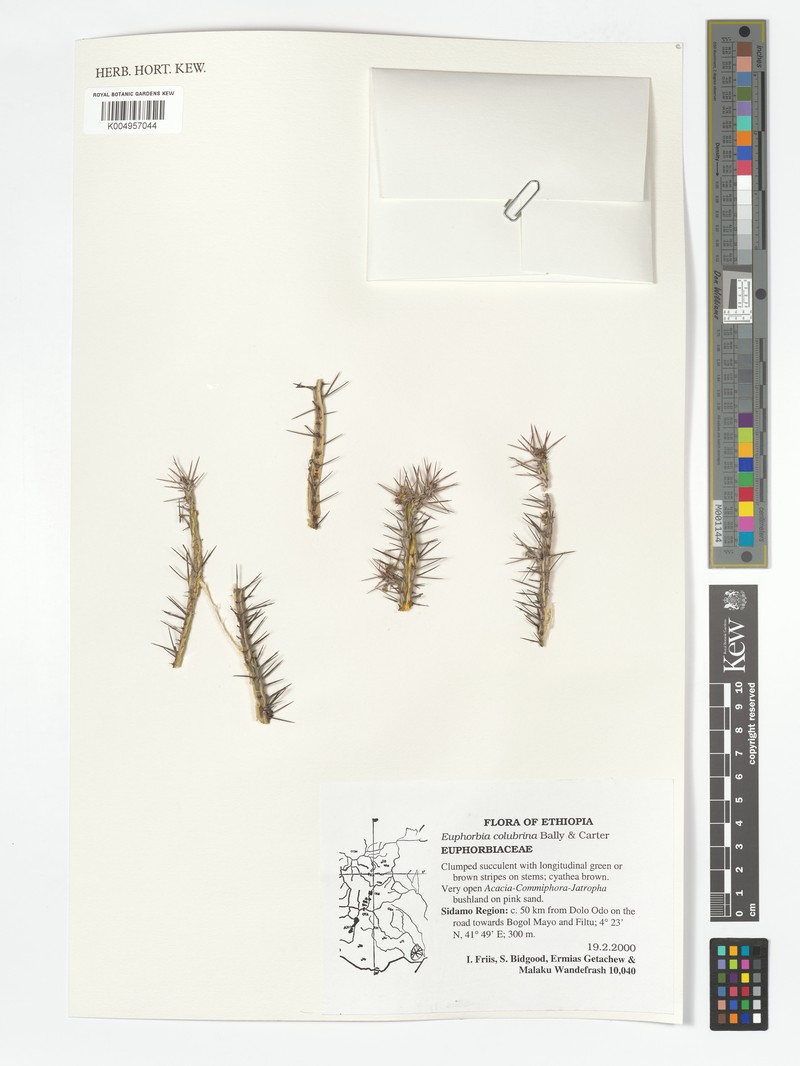 Euphorbia colubrina