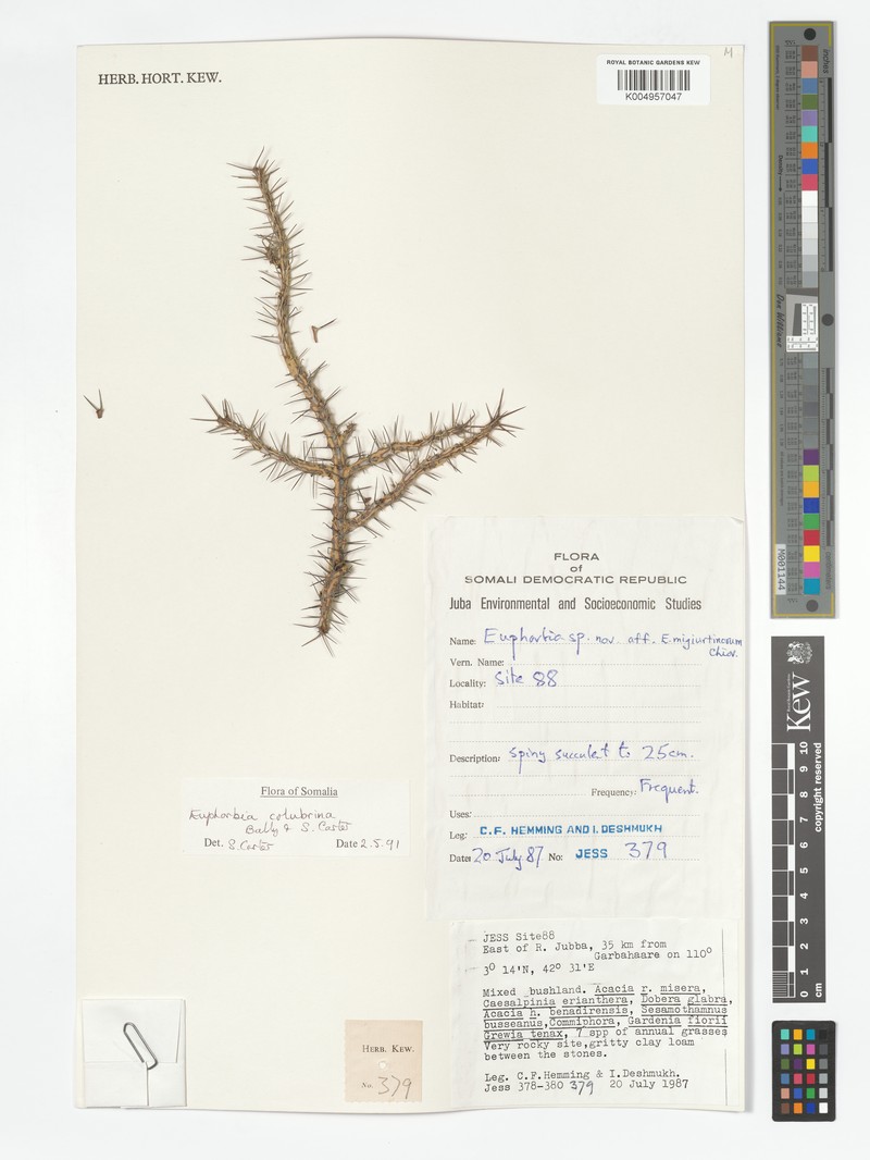 Euphorbia colubrina photo 2