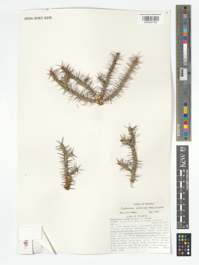 Euphorbia colubrina photo 3