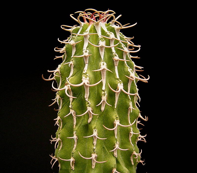 Euphorbia columnaris