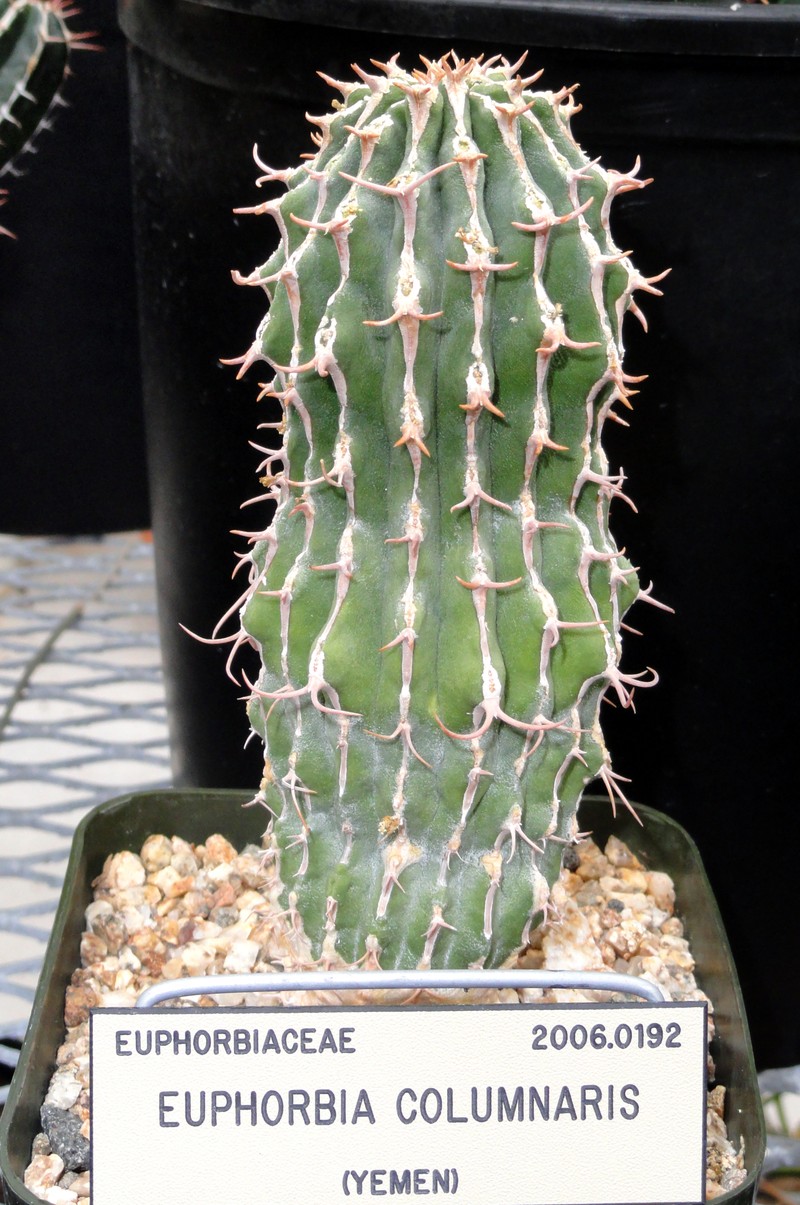 Euphorbia columnaris photo 3