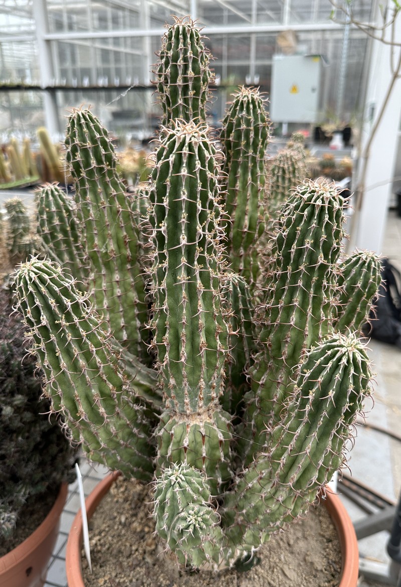 Euphorbia columnaris photo 4