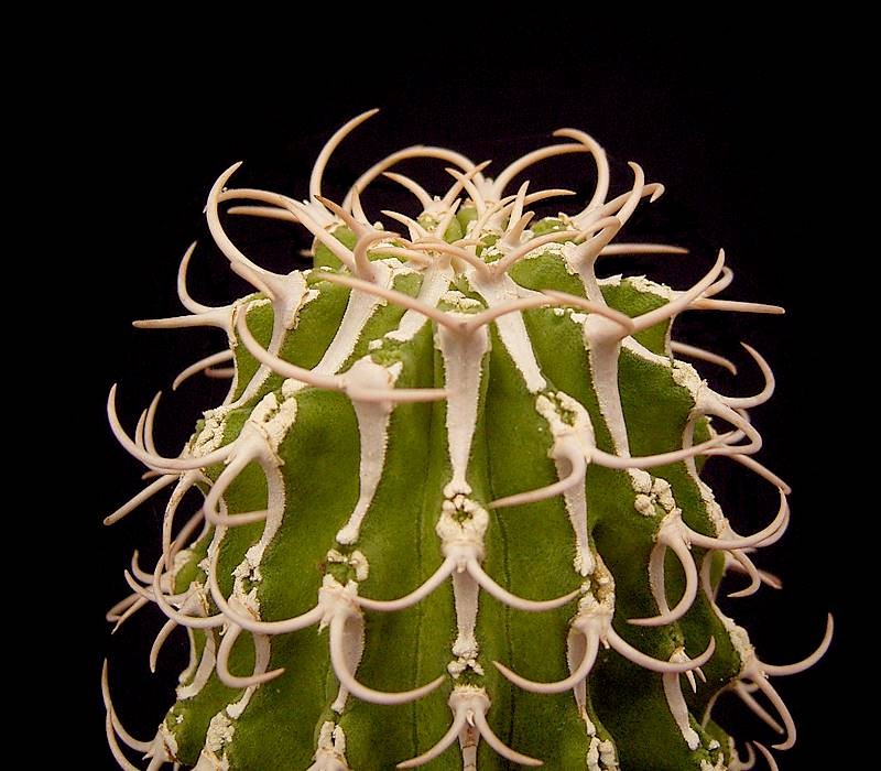 Euphorbia columnaris photo 5