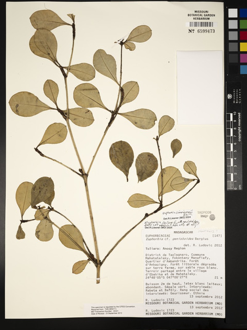 Euphorbia commersonii