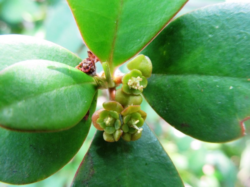 Euphorbia commersonii photo 2