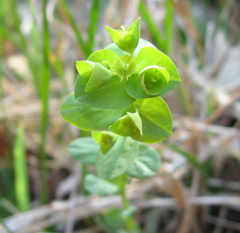 Tinted Woodland Spurge