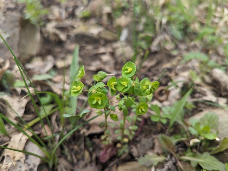 Tinted Woodland Spurge