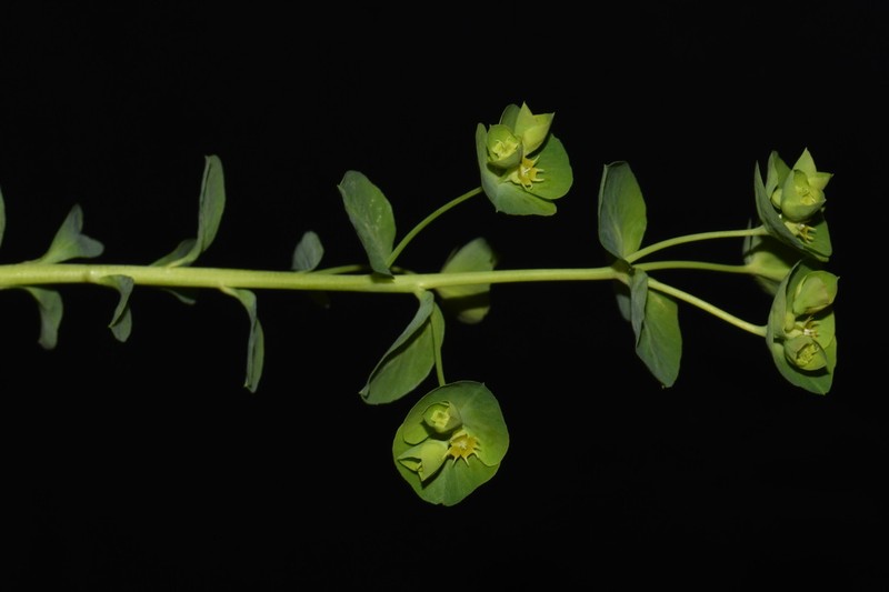 Tinted Woodland Spurge photo 2