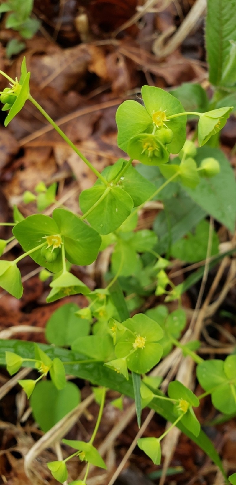 Tinted Woodland Spurge photo 3