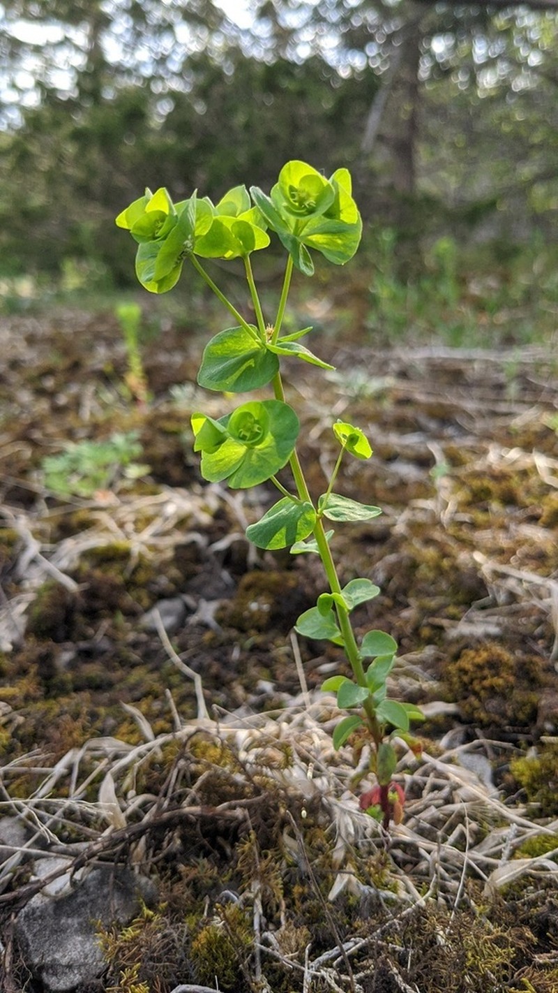 Tinted Woodland Spurge photo 4