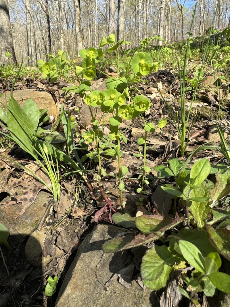 Tinted Woodland Spurge photo 5
