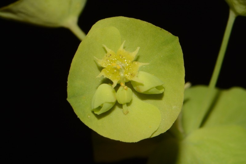 Tinted Woodland Spurge photo 6