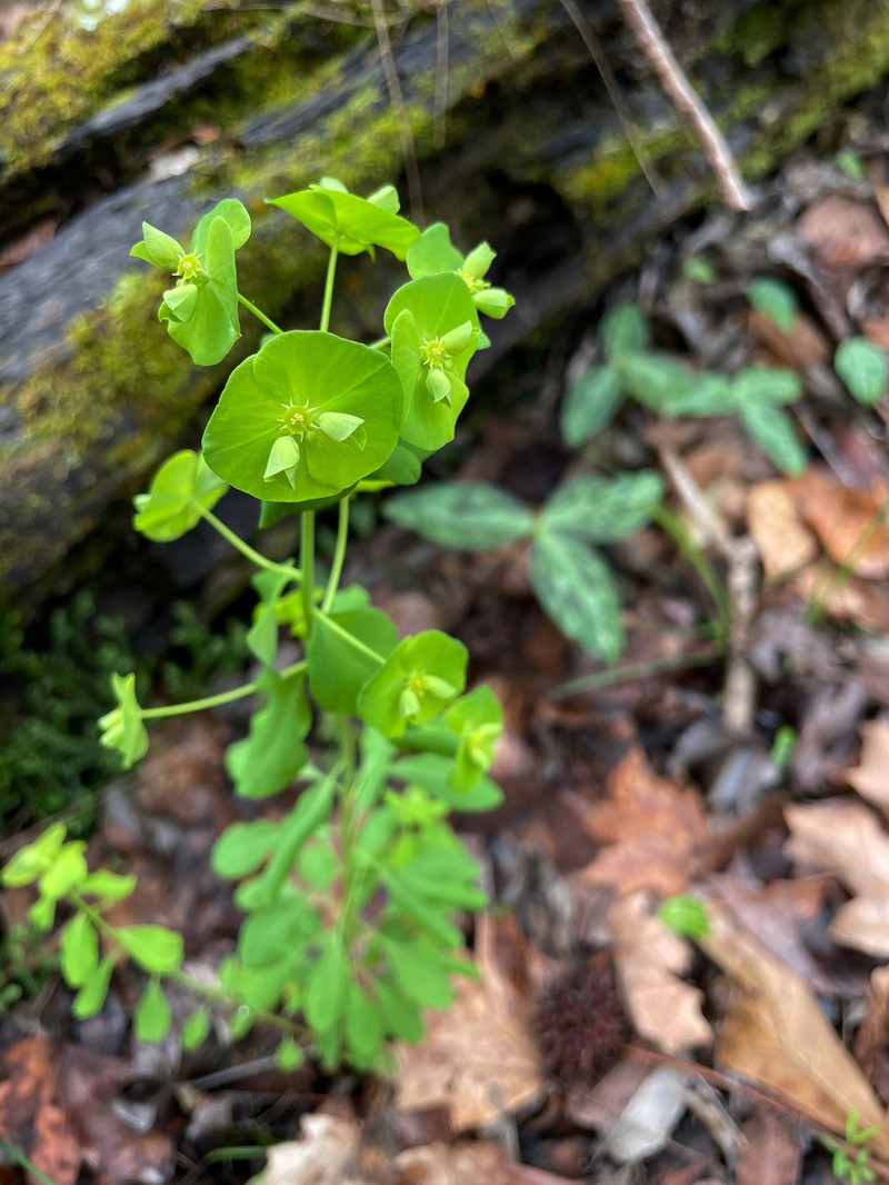 Tinted Woodland Spurge photo 7