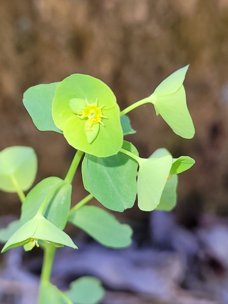 Tinted Woodland Spurge photo 8