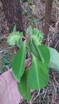 Euphorbia comosa