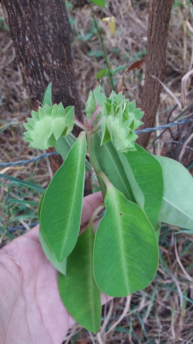 Euphorbia comosa