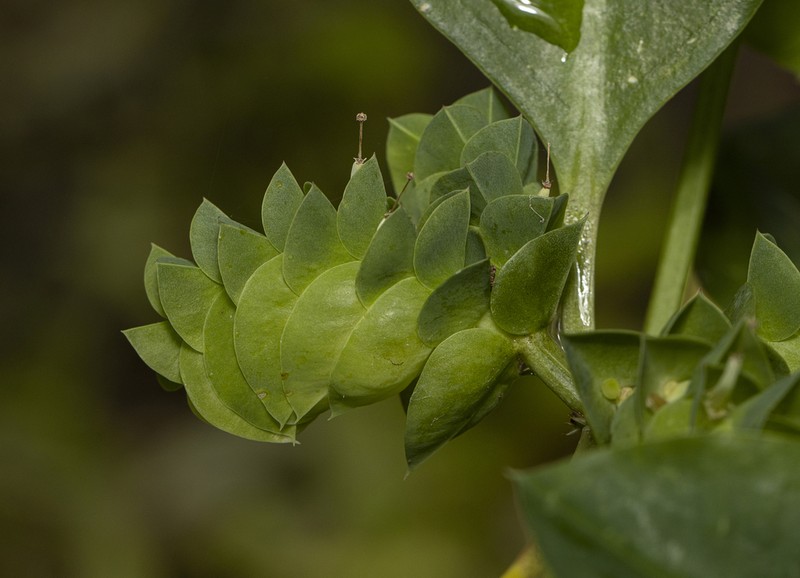 Euphorbia comosa photo 2