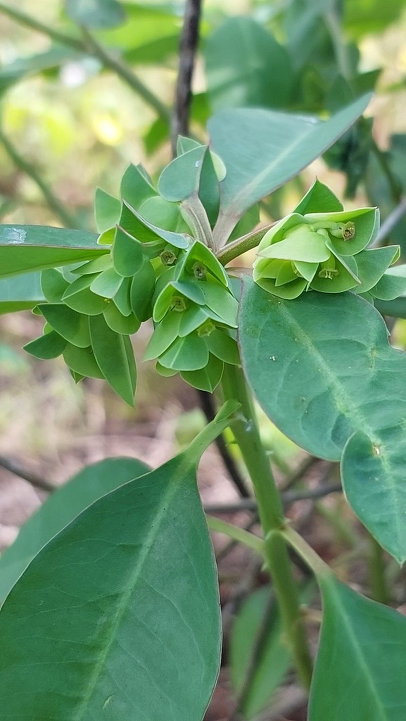 Euphorbia comosa photo 3