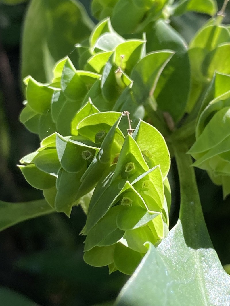 Euphorbia comosa photo 4
