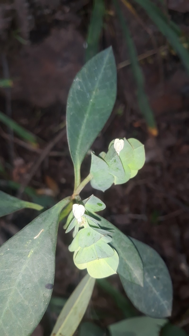 Euphorbia comosa photo 5