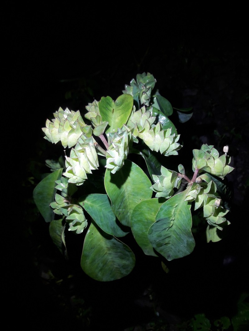 Euphorbia comosa photo 6