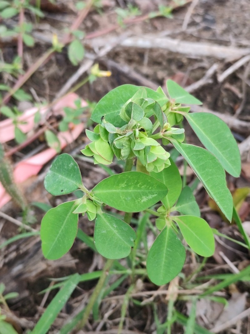 Euphorbia comosa photo 7