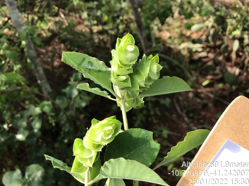 Euphorbia comosa photo 8